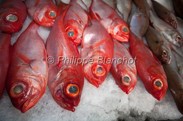 Portugal Acores 18.JPG - Portugal, Açores, île de São Miguel, marché couvert de Ponta Delgada, étalage de Béryx long (Beryx splendens